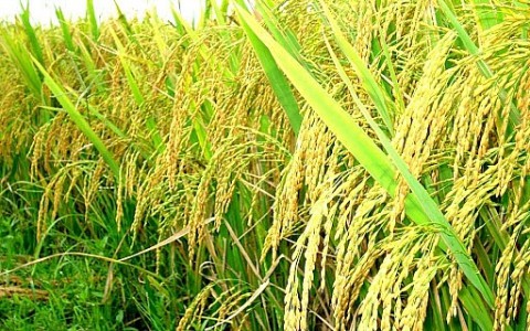Giá lúa gạo hôm nay 11/11: Duy trì ổn định